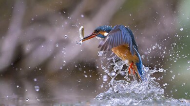 Kingfisher Figurine Fish Photo