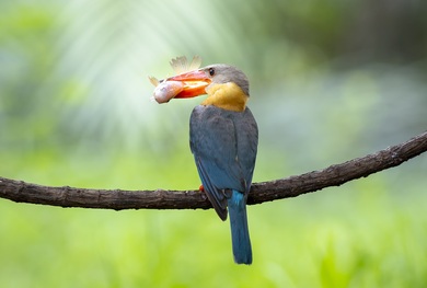 Kingfisher Hunting Fish Image