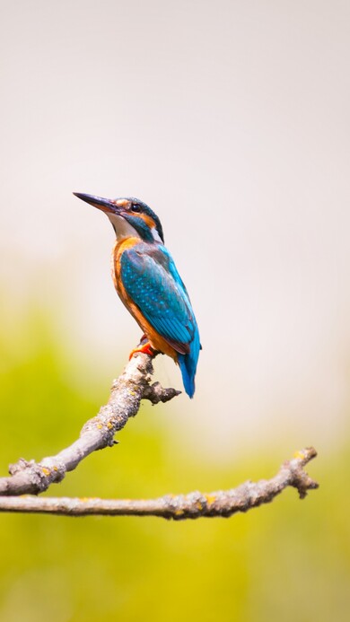 Kingfisher Mobile Image