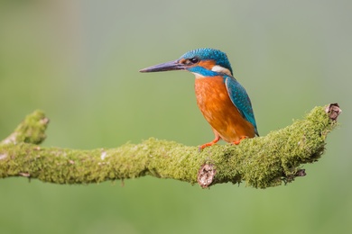 Kingfisher on Branch Photography