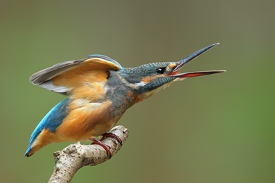 Kingfisher with Open Beak