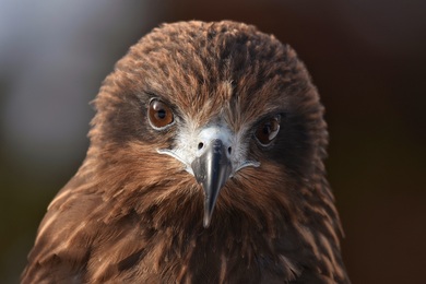 Kite Bird Closeup Photo