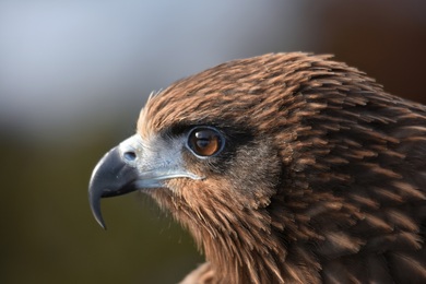 Kite Bird Closeup Wallpaper