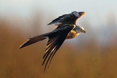 Kite Bird Flying in Sky Amazing Photoshoot