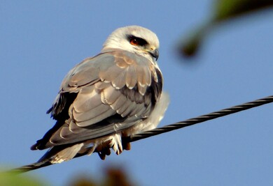 Kite Bird Seating on Wire