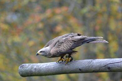 Kite Sitting on Wood