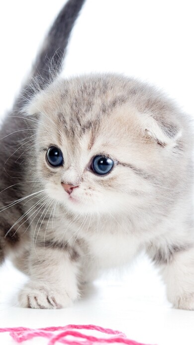 Kitten Cat Free Image