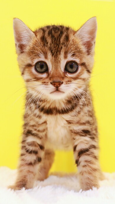 Kitten in Yellow Background