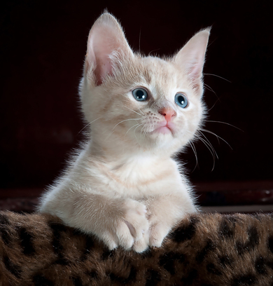 Kitten on Leopard Print Textile