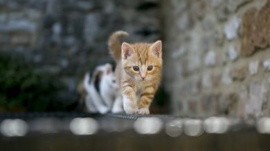 Kitten Walking