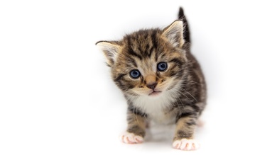 Kittens in White Background