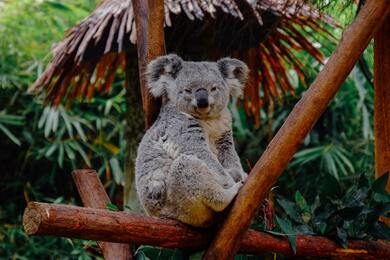 Koala on Wooden Home