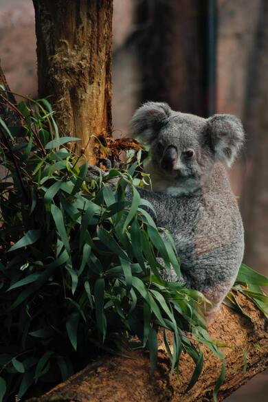 Koala Photo