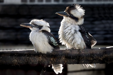 Kookaburras Birds