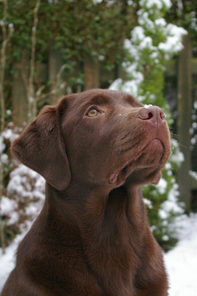 Labrador Retriever Dog Photo