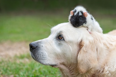 Labrador Retriever Dog Wallpaper