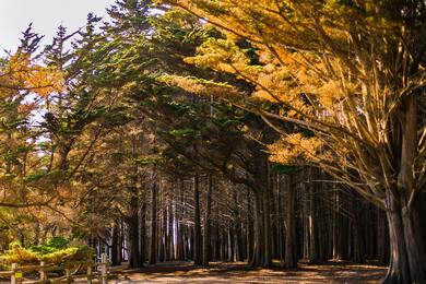 Large Tree in Forest Image