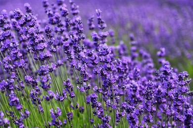 Lavender Farm Background Wallpaper