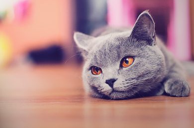 Lazy Cat Wallpaper Download