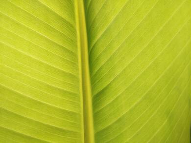 Leaf Macro Photography