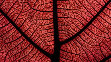 Leaf Macro Veins Plant Red 4K