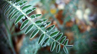 Leaves With Waterdrop