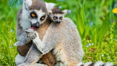 Lemurs with Cute Baby