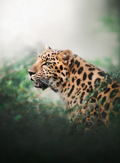 Leopard Animal in Forest