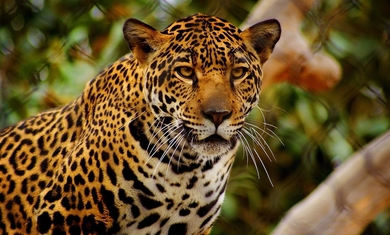 Leopard Closeup Look Pic
