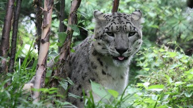 Leopard in Jungle