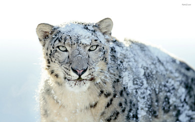 Leopard in Snowy Weather Pic