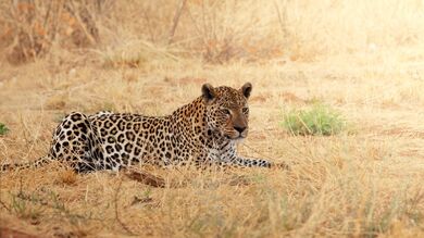 Leopard Lying on Grass