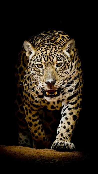 Leopard Mobile Image