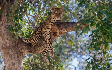 Leopard On Alert