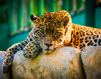 Leopard Rest in Zoo Pic