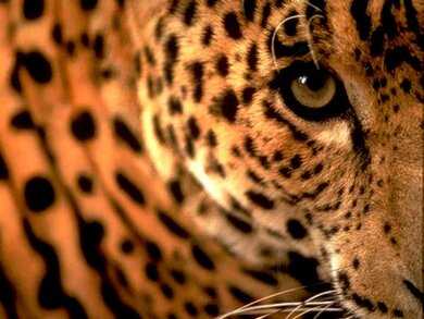 Leopard Superb Wallpaper