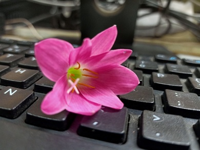 Lily Flower on Keyboard
