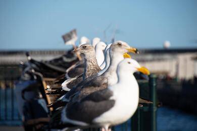 Lined Up White and Gray Seagulls Birds
