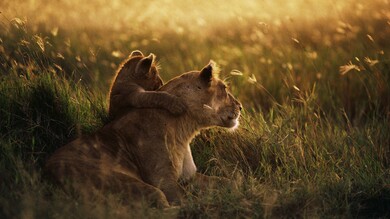 Lion And Her Baby