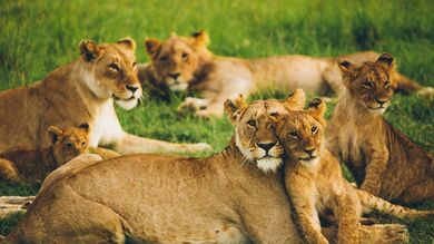 Lion And Lion Cub Lying on Grass