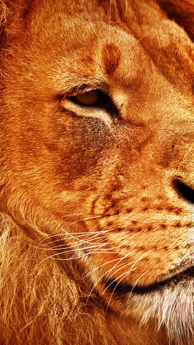 Lion Face Mobile Wallpaper