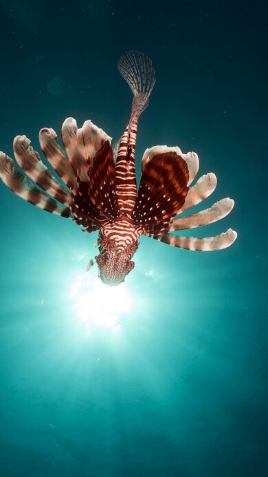 Lion Fish in Sea Mobile Pic