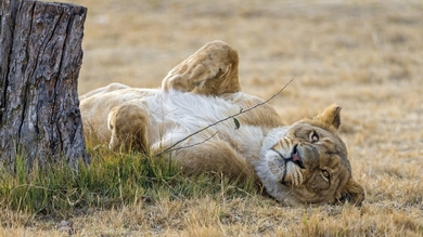 Lion HD Wallpaper