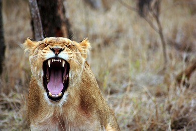 Lion Roar in Forest