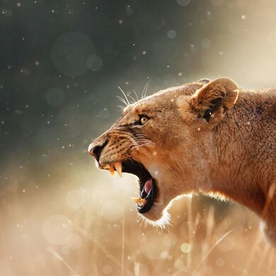 Lion Roar Photo