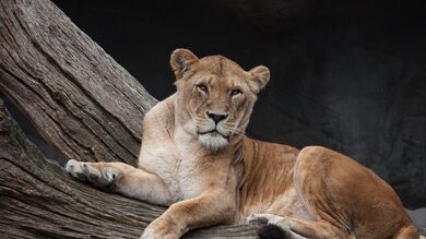 Lion Sitting on Tree