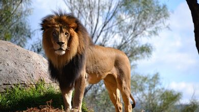 Lion Standing Near Rock