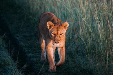 Lion Walking in Farm