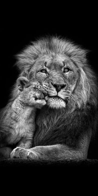 Lion With His Baby Cub