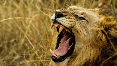 Lion Yelling at Her Husband